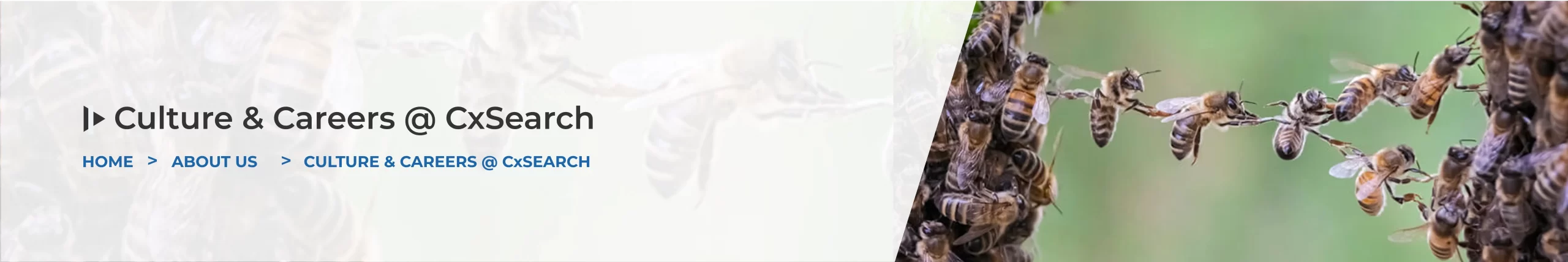 Culture & Careers @ CxSearch